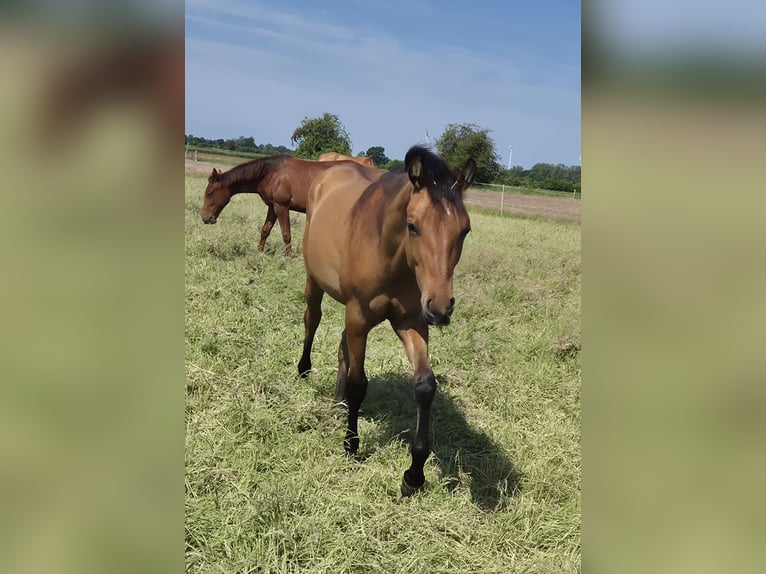American Quarter Horse Stallion 1 year 15 hh Dun in Neustadt am R&#xFC;benberge