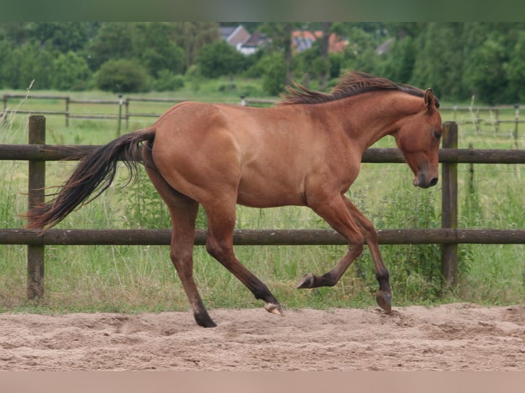 American Quarter Horse Stallion 1 year 15 hh Dun in Düsseldorf