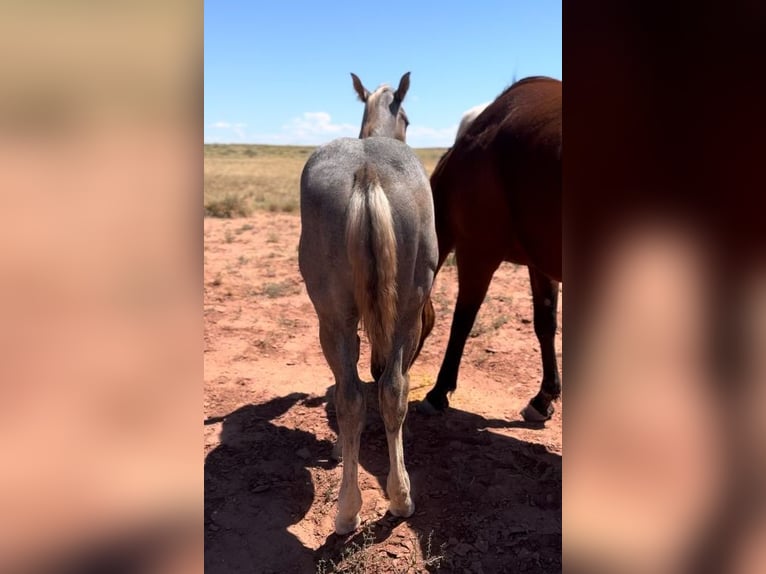 American Quarter Horse Stallion 1 year 15 hh Gray in Chambers