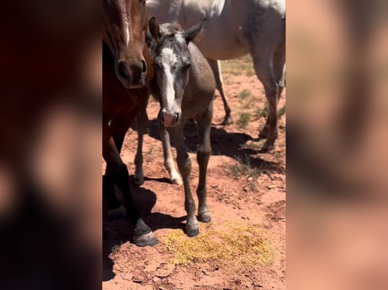 American Quarter Horse Stallion 1 year 15 hh Gray in Chambers