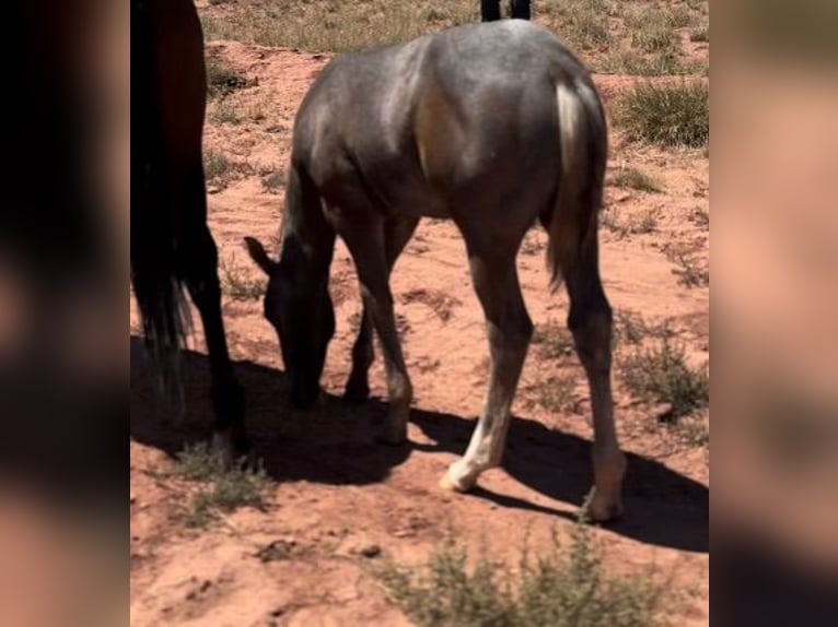 American Quarter Horse Stallion 1 year 15 hh Gray in Chambers