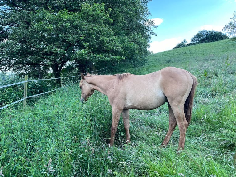 American Quarter Horse Stallion 1 year 15 hh Red Dun in Reichelsheim