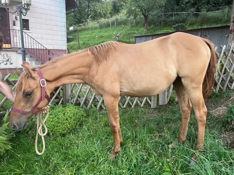 American Quarter Horse Stallion 1 year 15 hh Red Dun in Reichelsheim