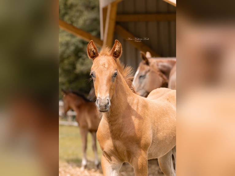 American Quarter Horse Stallion 1 year 15 hh in Lahn
