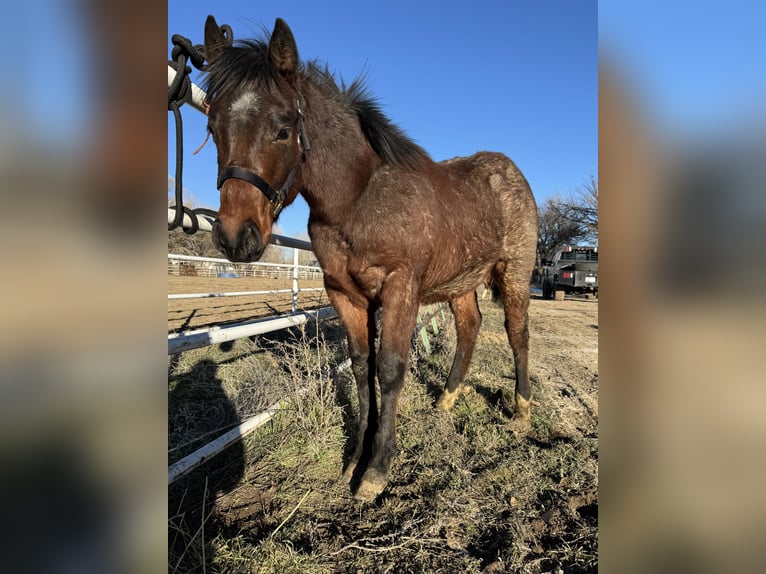 American Quarter Horse Stallion 1 year 15 hh Roan-Bay in Aztec, NM