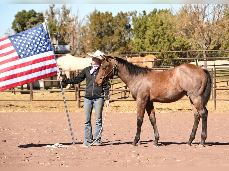 American Quarter Horse Stallion 1 year 15 hh Roan-Bay in Congress