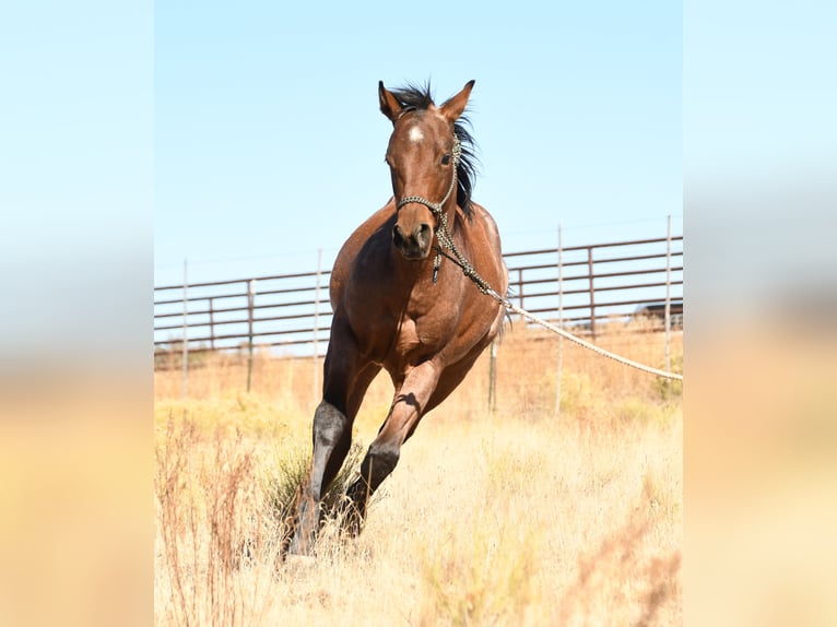 American Quarter Horse Stallion 1 year 15 hh Roan-Bay in Congress