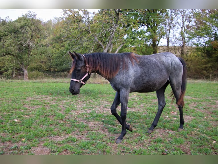 American Quarter Horse Stallion 1 year 15 hh Roan-Blue in Breitenbach