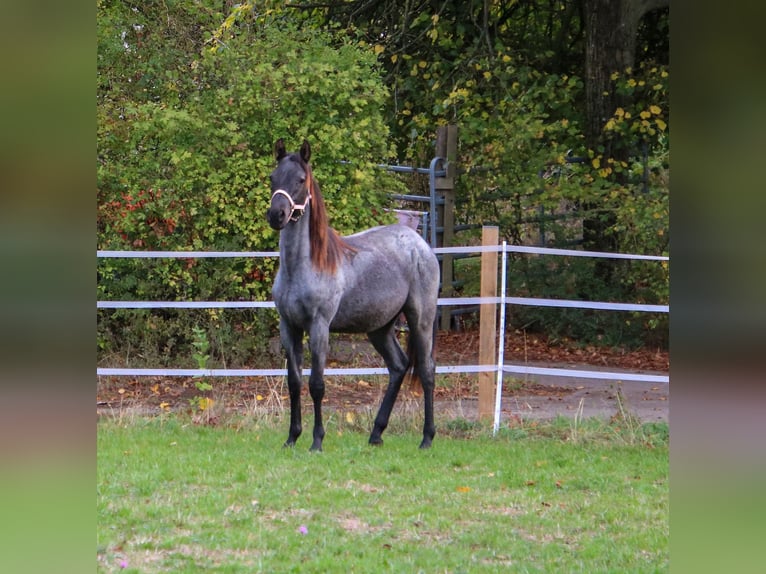 American Quarter Horse Stallion 1 year 15 hh Roan-Blue in Breitenbach