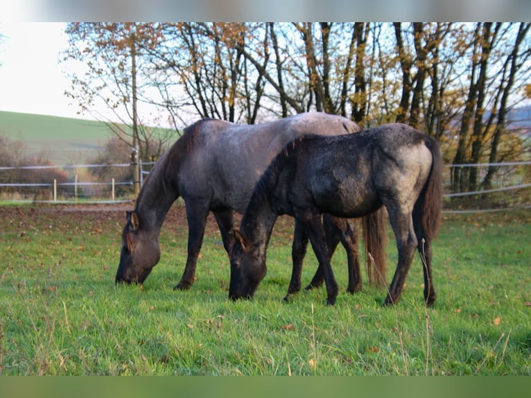 American Quarter Horse Stallion 1 year 15 hh Roan-Blue in Breitenbach