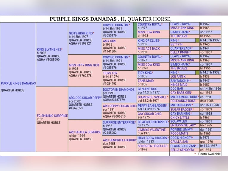 American Quarter Horse Stallion 1 year 15,1 hh Bay-Dark in ST IZAIRE