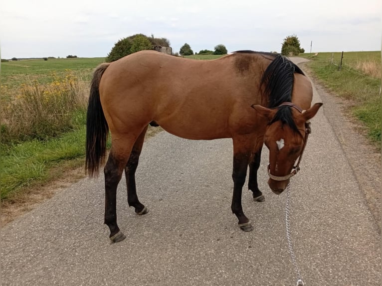 American Quarter Horse Stallion 1 year 15,1 hh Brown Falb mold in Petit-R&#xE9;derching