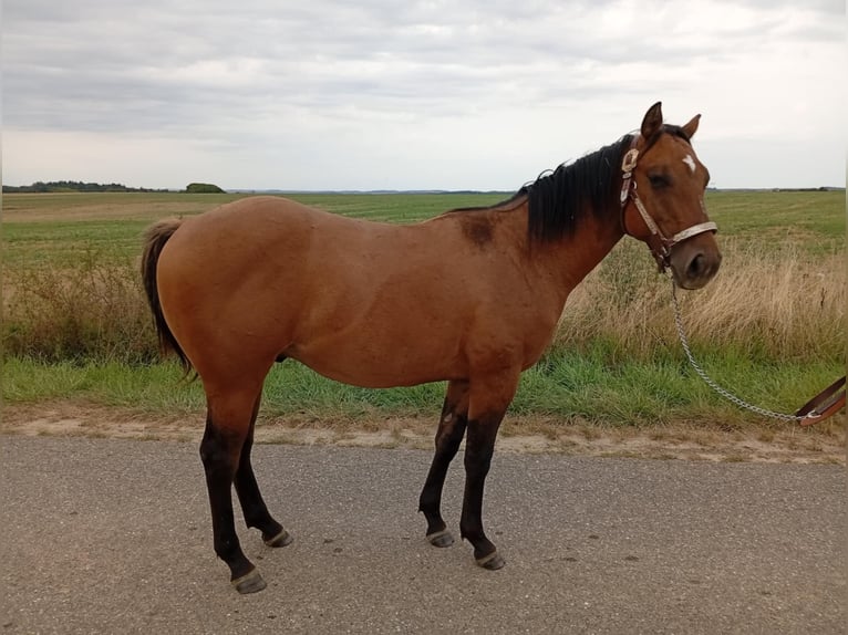 American Quarter Horse Stallion 1 year 15,1 hh Brown Falb mold in Petit-R&#xE9;derching