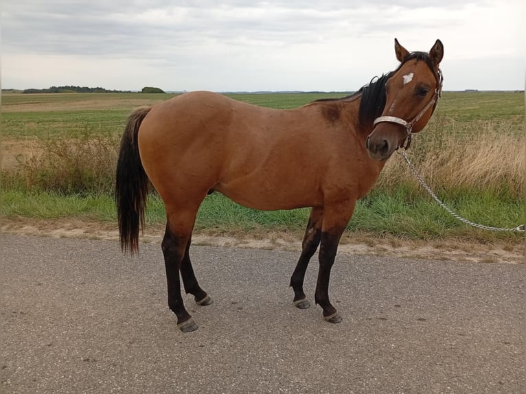 American Quarter Horse Stallion 1 year 15,1 hh Brown Falb mold in Petit-R&#xE9;derching