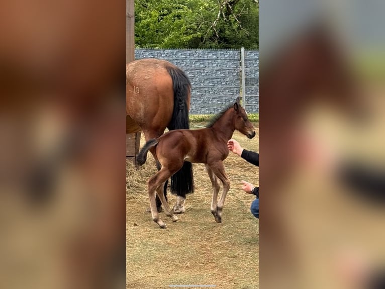 American Quarter Horse Stallion 1 year 15,1 hh Brown in Wittlich
