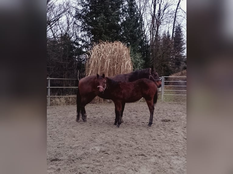 American Quarter Horse Stallion 1 year 15,1 hh Brown in Pyhra