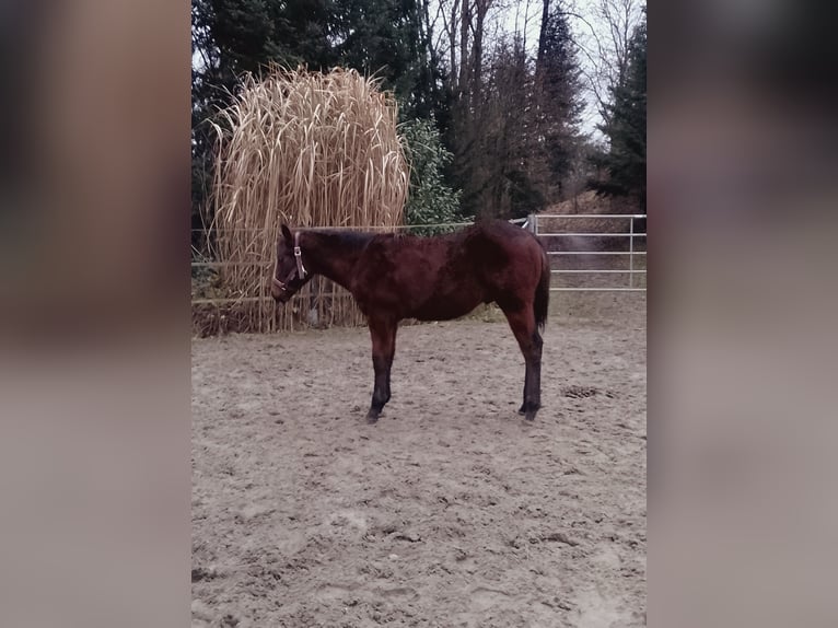 American Quarter Horse Stallion 1 year 15,1 hh Brown in Pyhra