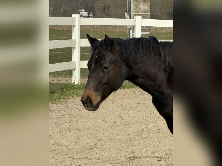 American Quarter Horse Stallion 1 year 15,1 hh Brown in Hilsenheim