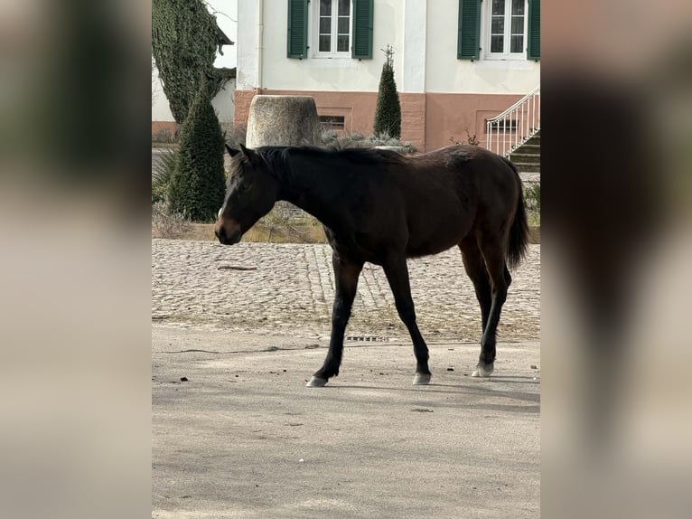 American Quarter Horse Stallion 1 year 15,1 hh Brown in Hilsenheim