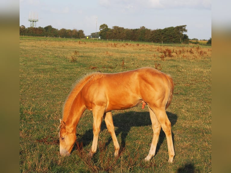 American Quarter Horse Stallion 1 year 15,1 hh Champagne in Oostkapelle
