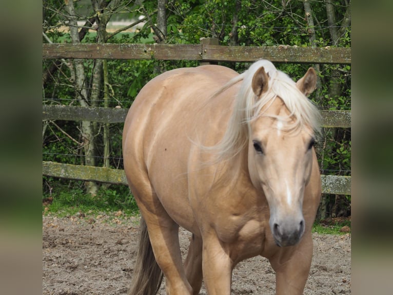 American Quarter Horse Stallion 1 year 15,1 hh Champagne in Oostkapelle