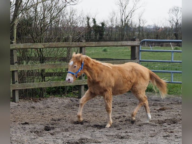 American Quarter Horse Stallion 1 year 15,1 hh Champagne in Oostkapelle