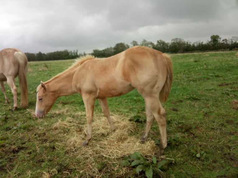 American Quarter Horse Stallion 1 year 15,1 hh Champagne in Oostkapelle