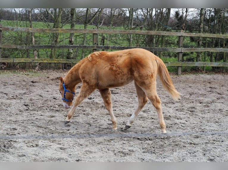 American Quarter Horse Stallion 1 year 15,1 hh Champagne in Oostkapelle