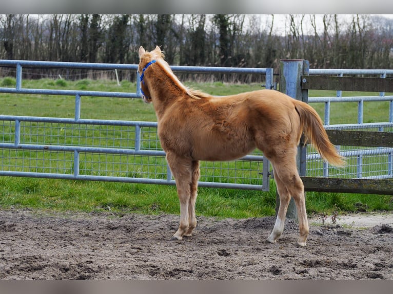 American Quarter Horse Stallion 1 year 15,1 hh Champagne in Oostkapelle