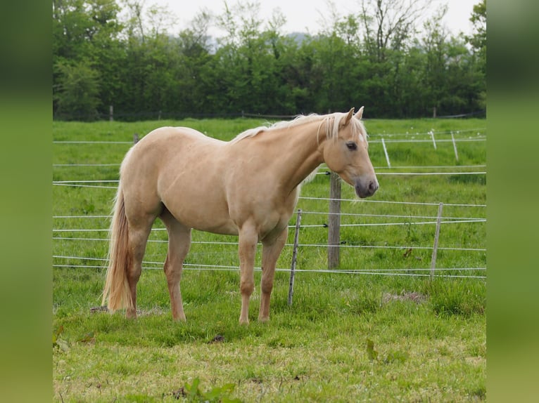 American Quarter Horse Stallion 1 year 15,1 hh Champagne in Oostkapelle