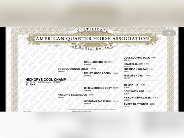 American Quarter Horse Stallion 1 year 15,1 hh Champagne in Neustadt am KulmNeustadt am Kulm