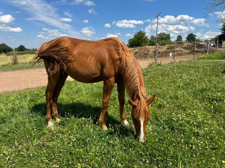 American Quarter Horse Stallion 1 year 15,1 hh Chestnut-Red in Straubenhardt