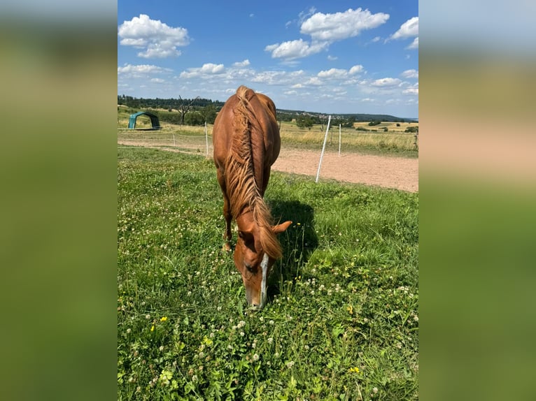 American Quarter Horse Stallion 1 year 15,1 hh Chestnut-Red in Straubenhardt
