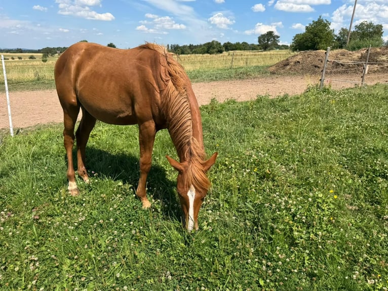 American Quarter Horse Stallion 1 year 15,1 hh Chestnut-Red in Straubenhardt