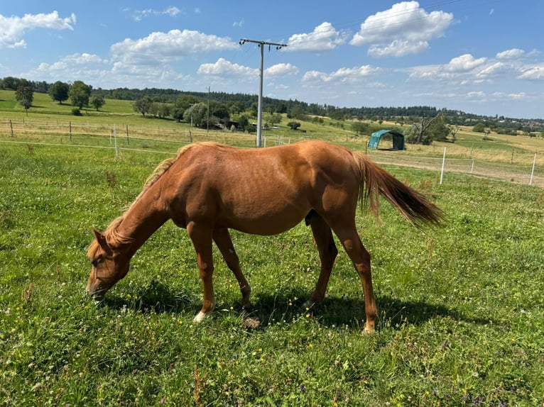 American Quarter Horse Stallion 1 year 15,1 hh Chestnut-Red in Straubenhardt