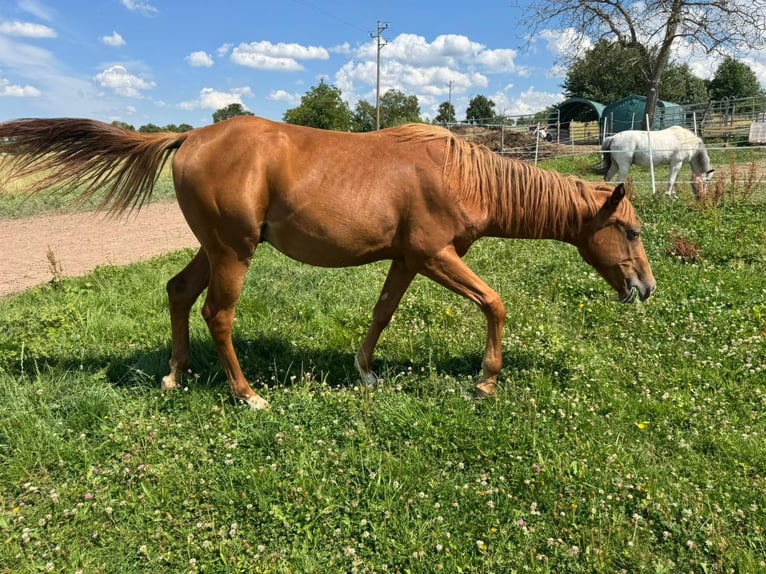 American Quarter Horse Stallion 1 year 15,1 hh Chestnut-Red in Straubenhardt