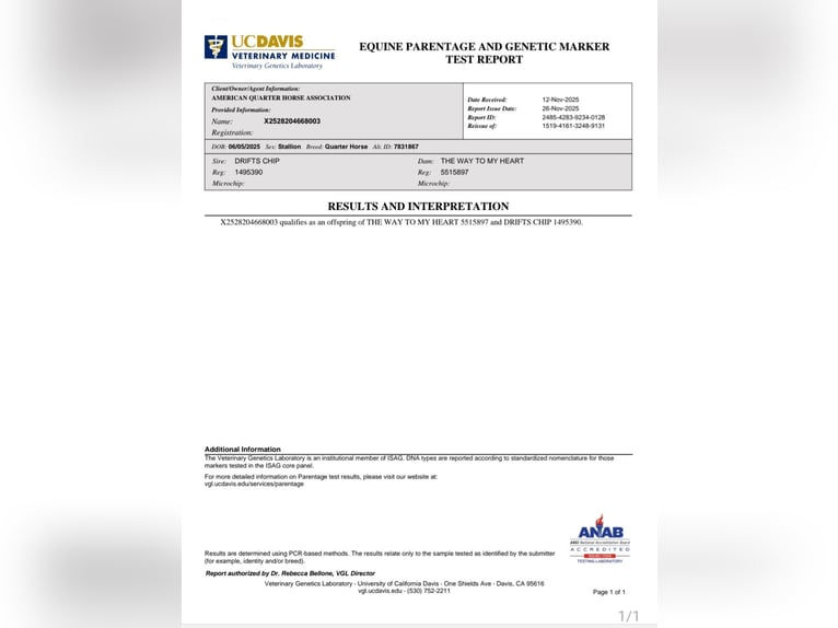 American Quarter Horse Stallion 1 year 15,2 hh Black in Luxemburg