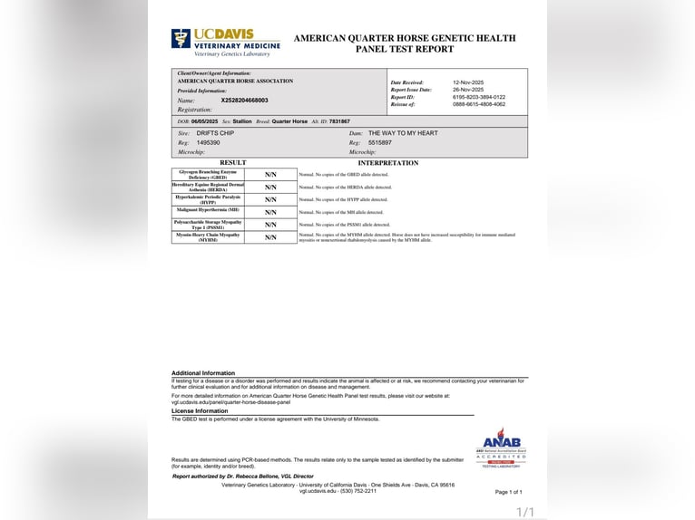 American Quarter Horse Stallion 1 year 15,2 hh Black in Luxemburg