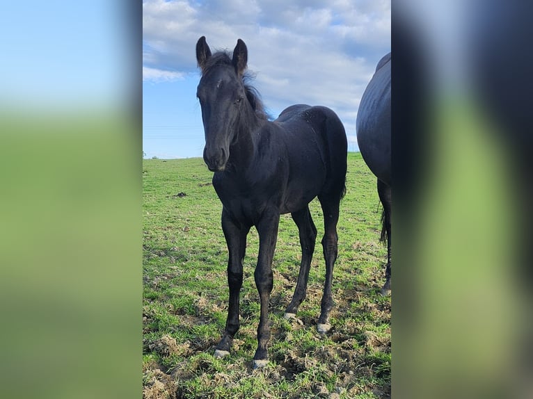 American Quarter Horse Stallion 1 year 15,2 hh Black in Luxemburg