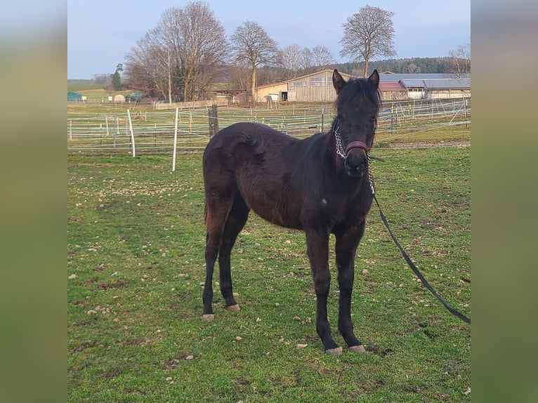 American Quarter Horse Stallion 1 year 15,2 hh Brown in Kaufbeuren