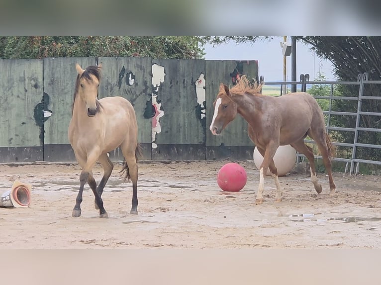 American Quarter Horse Stallion 1 year 15,2 hh Buckskin in Langenbach American Quarter Horse Stallion 1 year 15,2 hh Buckskin in Langenbach