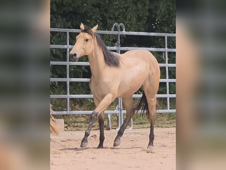 American Quarter Horse Stallion 1 year 15,2 hh Buckskin in Langenbach American Quarter Horse Stallion 1 year 15,2 hh Buckskin in Langenbach