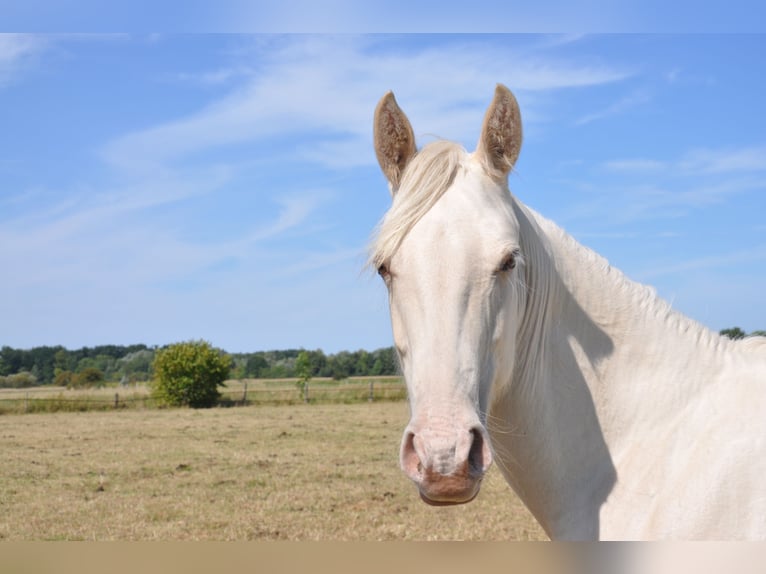 American Quarter Horse Stallion 1 year 15,2 hh Champagne in B&#xFC;ckeburg Evesen