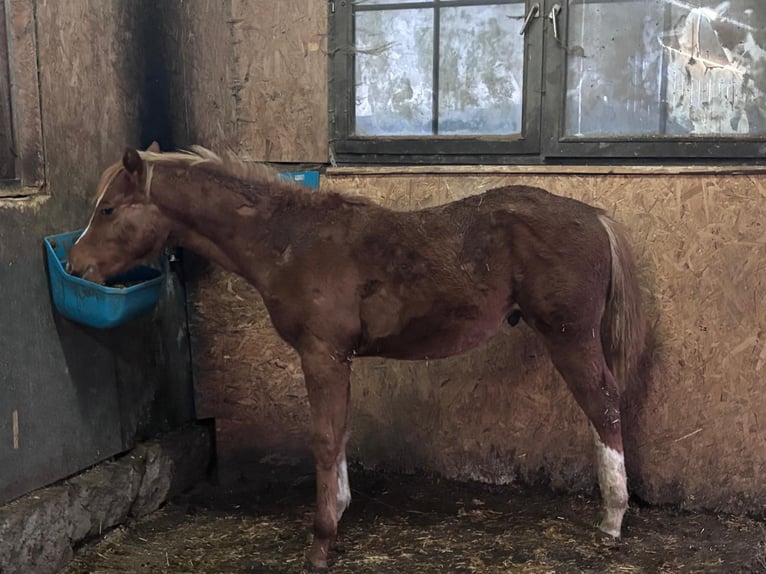 American Quarter Horse Stallion 1 year 15,2 hh Chestnut-Red in Altenstadt an der Waldnaab