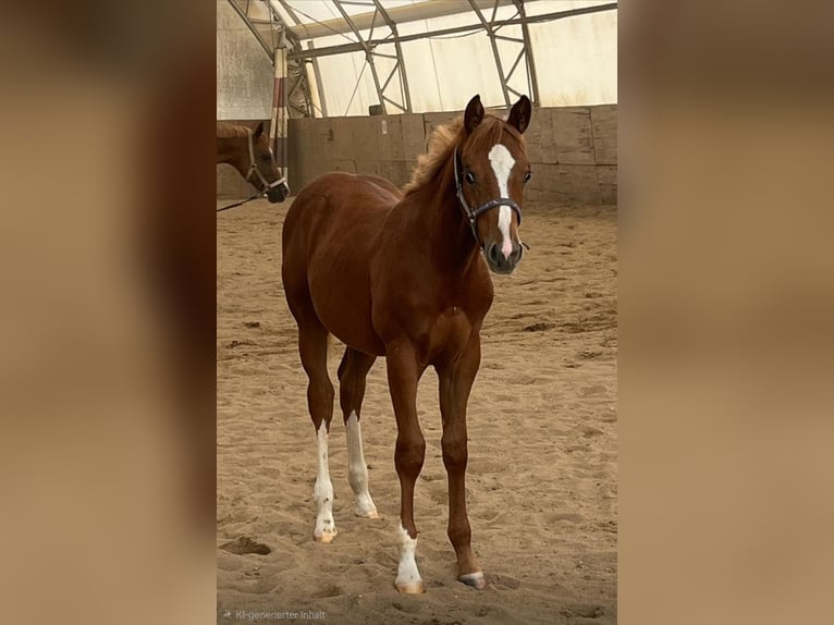 American Quarter Horse Stallion 1 year 15,2 hh Chestnut-Red in Altenstadt an der Waldnaab