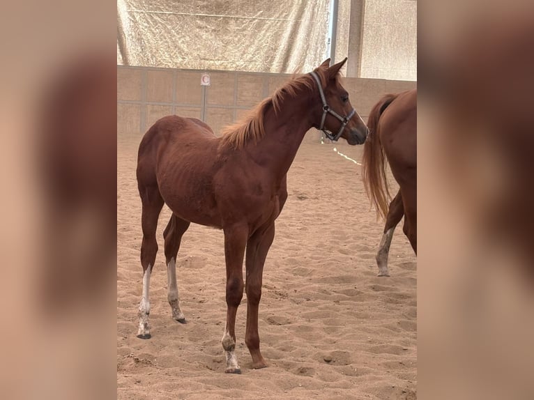 American Quarter Horse Stallion 1 year 15,2 hh Chestnut-Red in Altenstadt an der Waldnaab