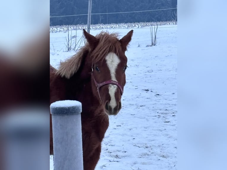 American Quarter Horse Stallion 1 year 15,2 hh Chestnut-Red in Altenstadt an der Waldnaab