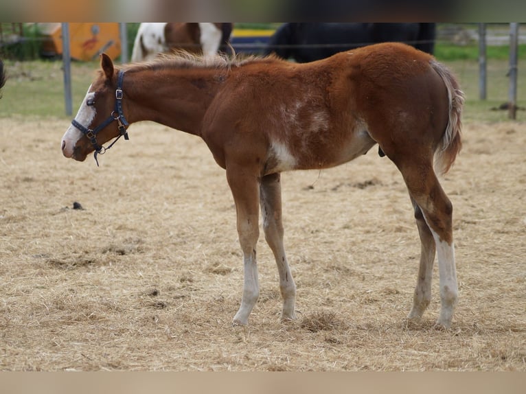 American Quarter Horse Stallion 1 year 15,2 hh Chestnut-Red in Langenau
