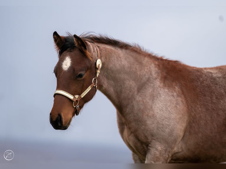 American Quarter Horse Stallion 1 year 15,2 hh Roan-Bay in Rosenfeld