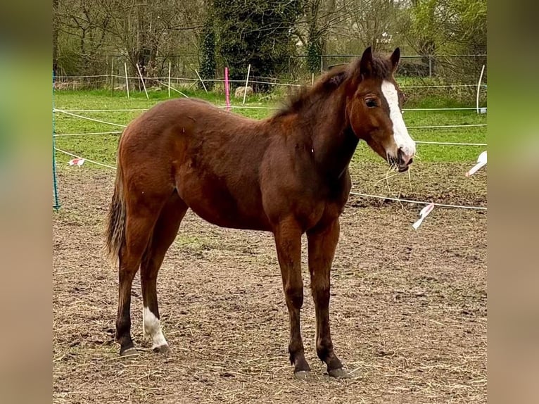 American Quarter Horse Stallion 1 year Bay in Maaseik